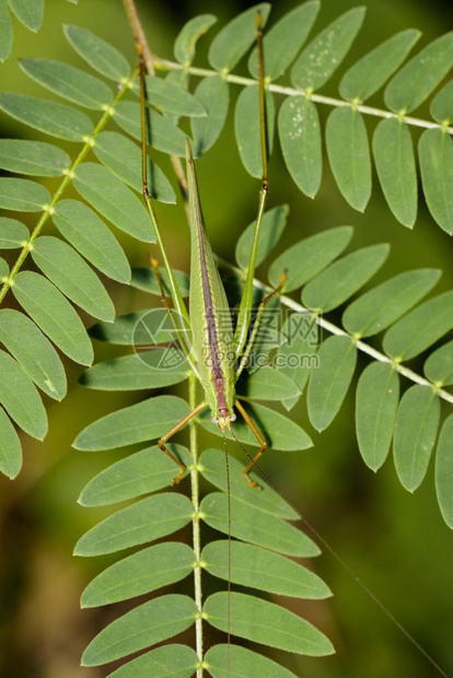 绿树叶上的SmallGreenLeafKatydidOrthelimaeaLeeuweniii图像图片