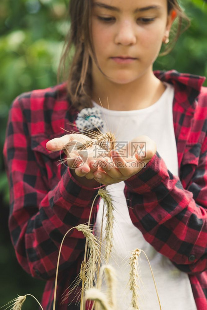 美的年轻女孩握着金麦子耳朵图片