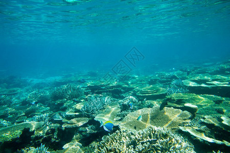坐在水面下珊瑚上的海龟图片