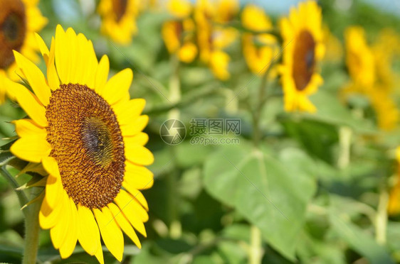 阳光明媚的夏日黄向葵田图片