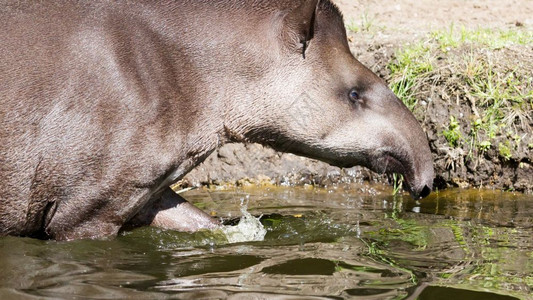 南美洲水中晶Tapirusterrestris的剖面肖像图片