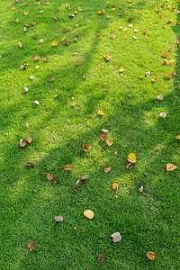 秋叶落在绿草地上图片