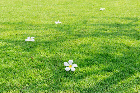 白梅花绿色草本热带花图片