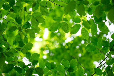 绿色背景的叶子图片