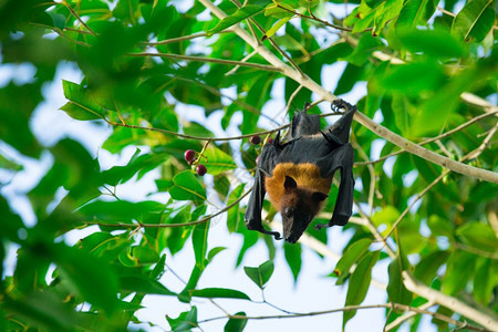 蝙蝠挂在树枝上图片