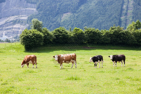 在高山草地上漫步的牛群图片