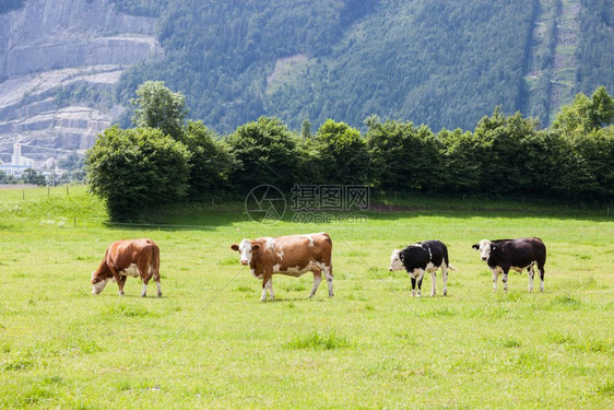 在高山草地上漫步的牛群图片