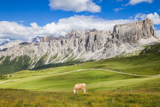 阿尔卑斯山背景的孤独的奶牛图片
