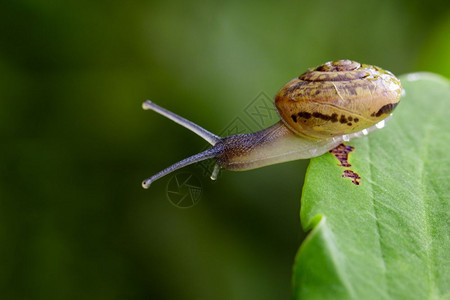 绿叶上的蜗牛影像爬虫动物图片