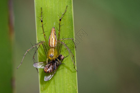 食用绿叶上的苍蝇昆虫动物JanaLynxSpiderOxyopes参考Javanus图片