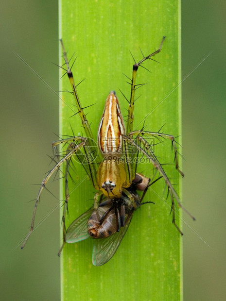 食用绿叶上的苍蝇昆虫动物JanaLynxSpiderOxyopes参考Javanus图片