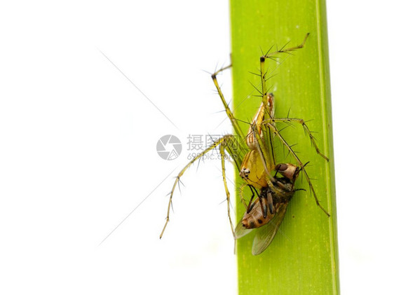 食用绿叶上的苍蝇昆虫动物JanaLynxSpiderOxyopes参考Javanus图片