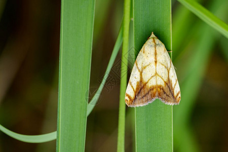 绿叶上的蝴蝶MothLasiocampidae图像图片