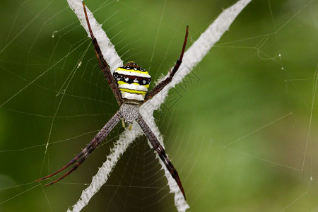 网中多色蜘蛛Argiopepulchellla的图像图片