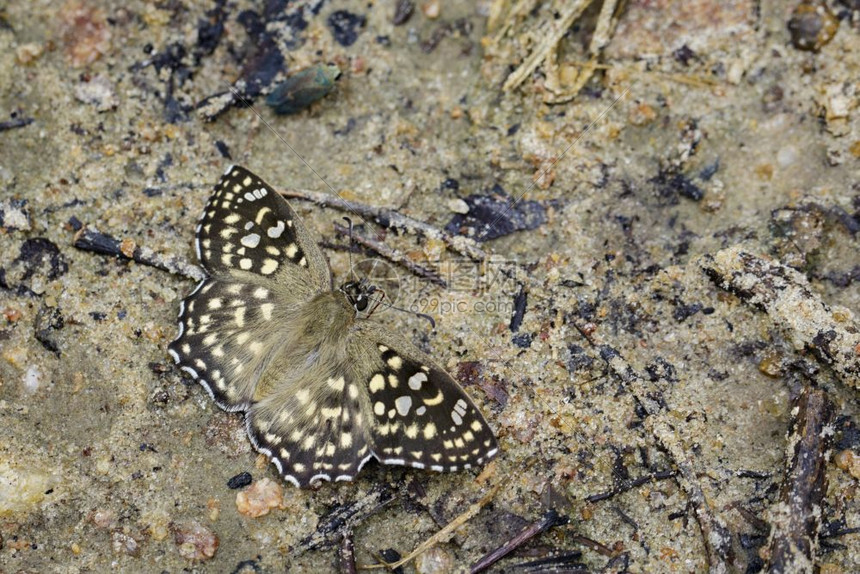 185年在地面上拍摄的斑点安格尔蝴蝶CapronaagamaMoore185年图片
