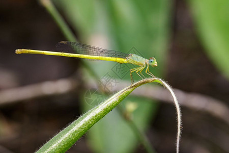 CeriagrionCoromandelianum雄在绿叶上的图像昆虫动物图片