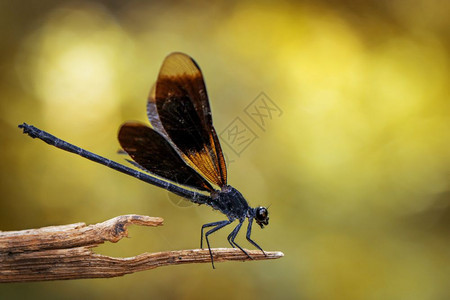 EuphaeaMasoni龙尾苍蝇关于自然背景的干枝图象图片