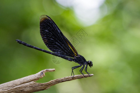 EuphaeaMasoni龙尾苍蝇关于自然背景的干枝图象图片