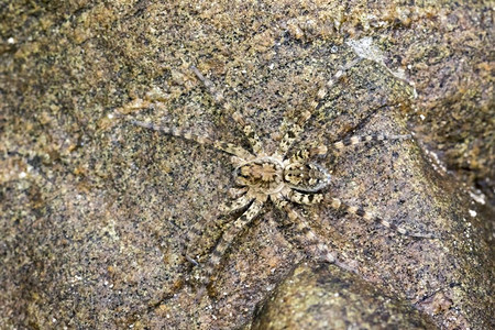 岩石上的河流狩猎蜘蛛Venatrix竞技场图像图片