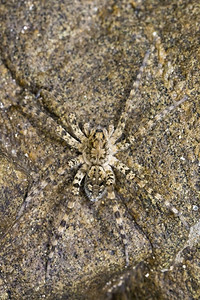 岩石上的河流狩猎蜘蛛Venatrix竞技场图像图片
