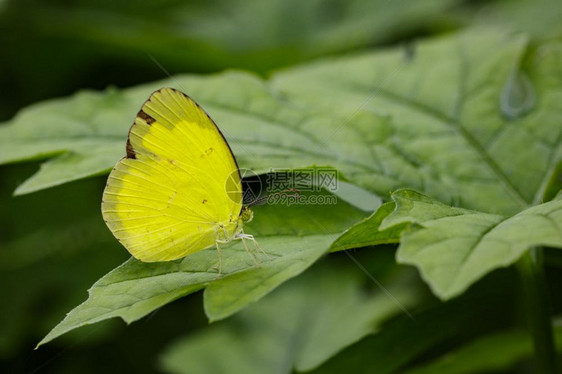 Andersons绿叶上的青黄蝴蝶Euremaandersoniiandersonii图像图片