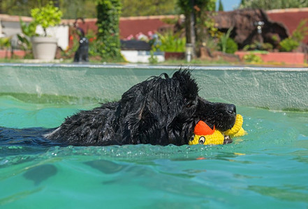 游泳池里的新芬兰成年狗图片