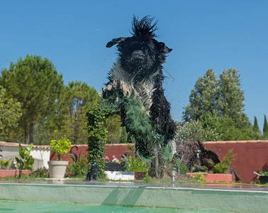 游泳池里的新芬兰成年狗图片