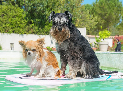 夏天有两只狗和游泳池图片