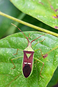 绿树叶上的色豆类泡虫Hemeptera图像昆虫图片