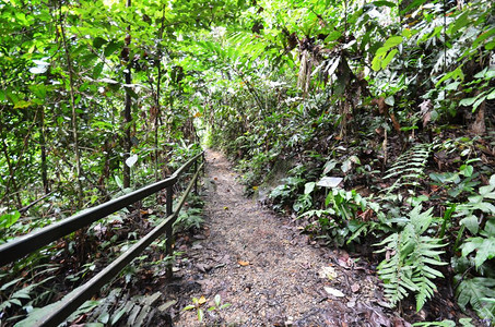 通往Kinabalu山顶的木林之路图片