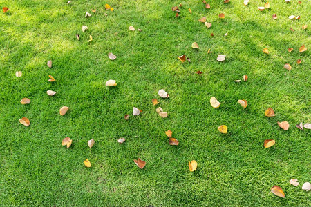 秋叶落在绿草地上图片