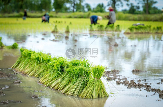 农民在稻田种植米图片