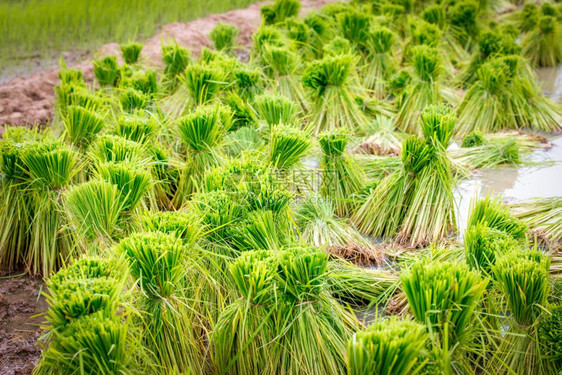 稻田的种图片