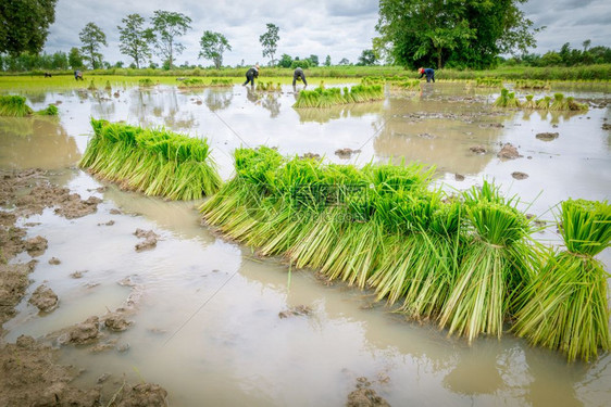 在稻田种植米的农民图片