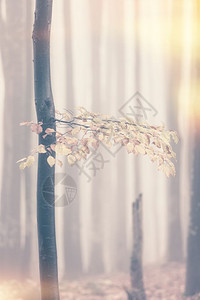 秋雾林落色红黄背景图片