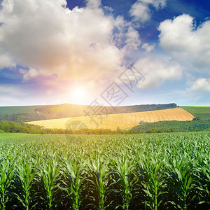 明亮的太阳在玉米田上升起春天的风景图片