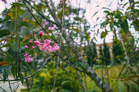 2017年月日春花美丽的大自然樱花盛开在充满活力的粉红中樱花是越南达拉特的色图片