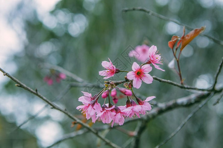 2017年月日春花美丽的大自然樱花盛开在充满活力的粉红中樱花是越南达拉特的色背景图片