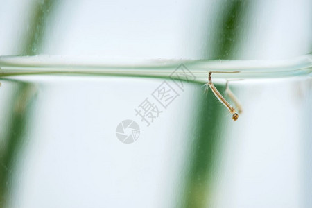 水中的蚊子幼虫图片