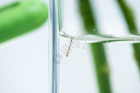 水中的蚊子幼虫背景图片