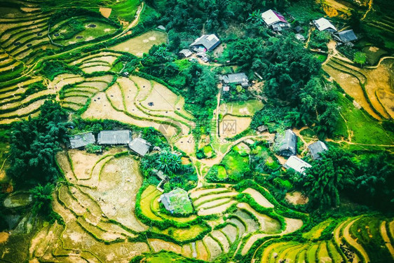 越南萨帕的稻田露梯图片