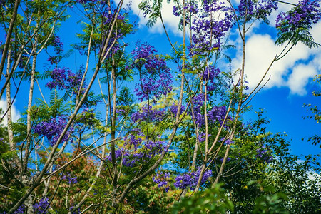 2017年月日Jacaranda花朵在越南Dalat一座美丽的春房院子里开花图片