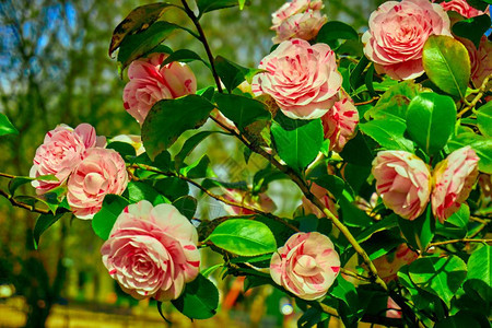 玫瑰花爬上树图片