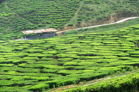 马来西亚卡梅伦高原茶叶种植园图片