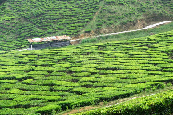 马来西亚卡梅伦高原茶叶种植园图片