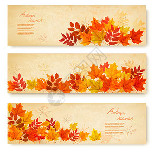 由三条自然横幅组成的三条上面有多彩的秋叶矢量图片