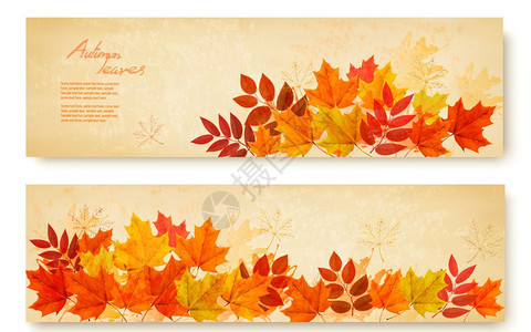 由两组自然横幅成上面有多彩的秋叶矢量图片