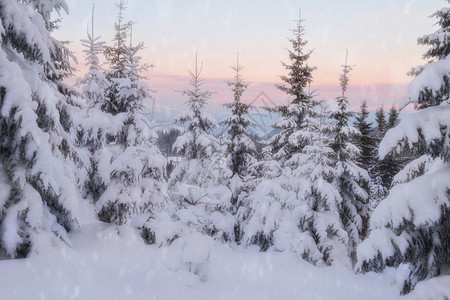 冬季山丘的雪树图片