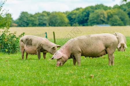 猪在农场吃绿地图片