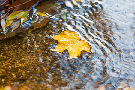 枫叶水秋天下水上黄叶落背景